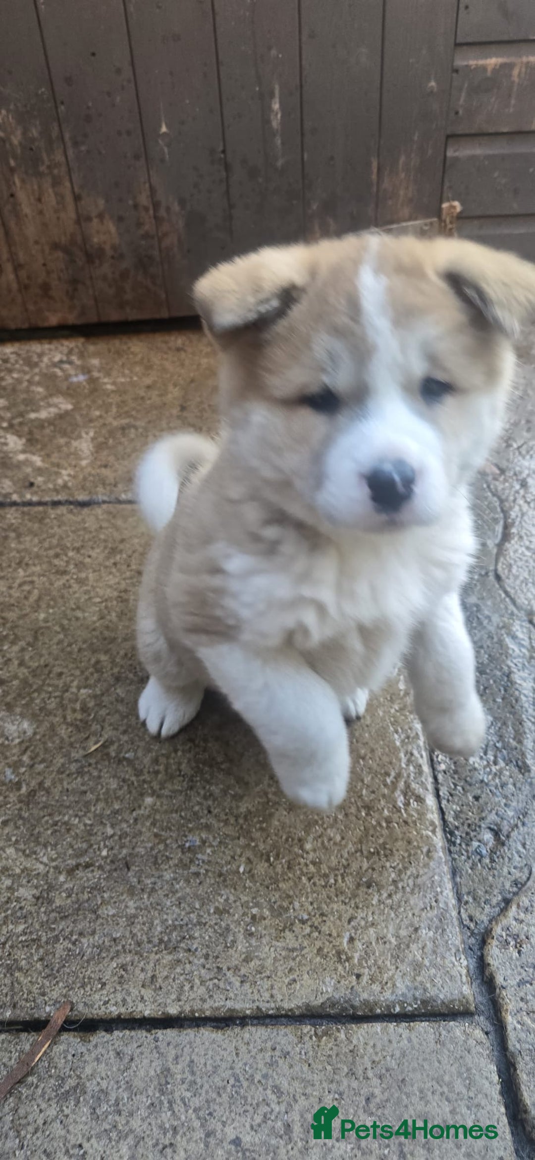 Akita dogs for sale: 2 female American akitas in need of a home!! - Advert 1