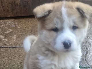 Akita dogs 2 female American akitas in need of a home!! - Advert 3