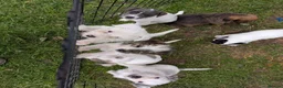 Jack Russell dogs for sale: Jack Russell puppies  in Dundee - Advert 10