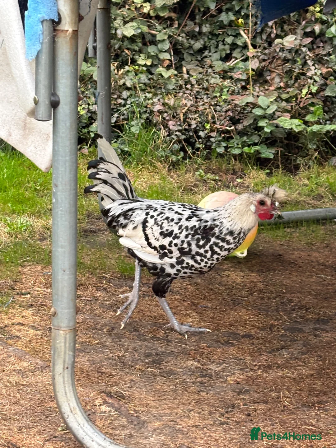 Chickens poultry for sale: Appenzeller Spitzhauben Rooster - Advert 3