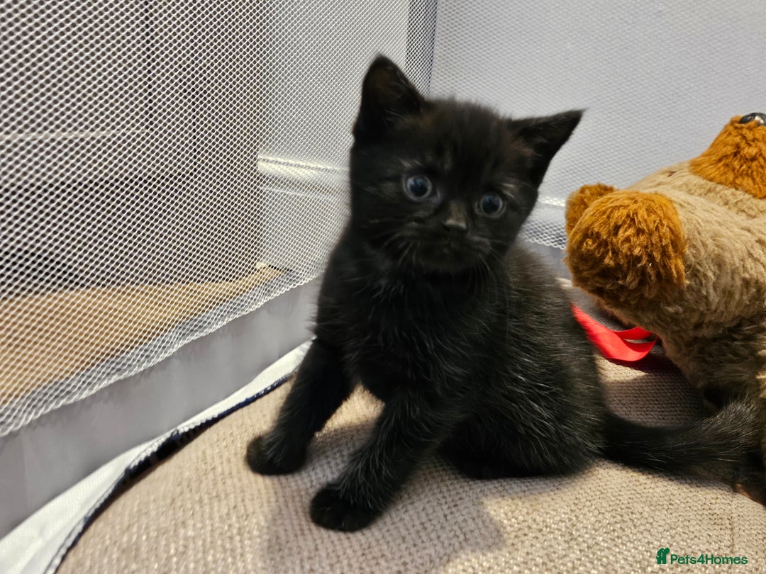 British Shorthair cats for sale: 4 lovely kittens - Image 10