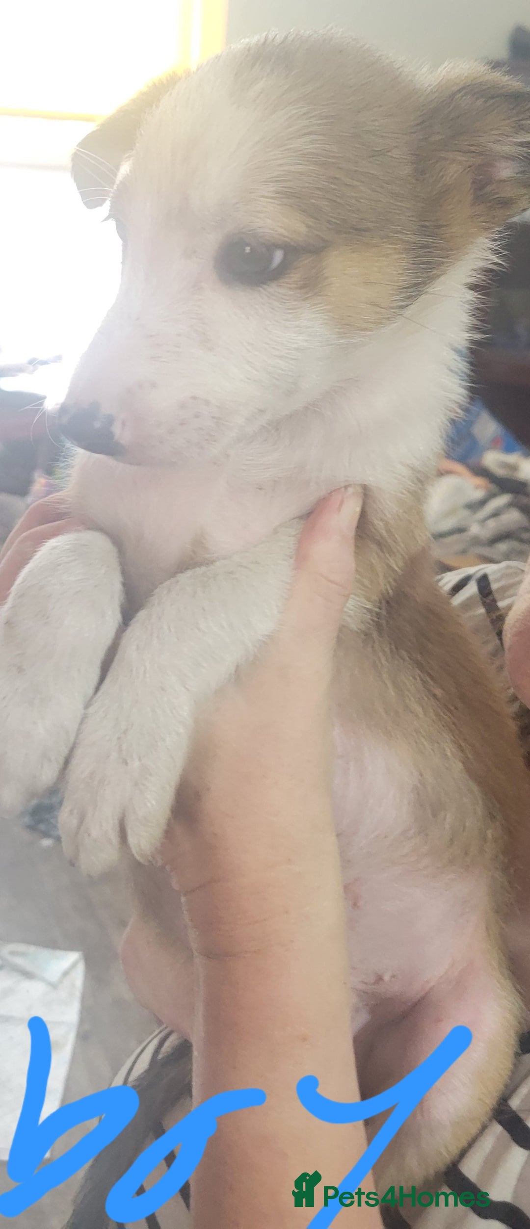 Mixed Breed dogs for sale: Lovely rough collie and border collie pups  - Image 4