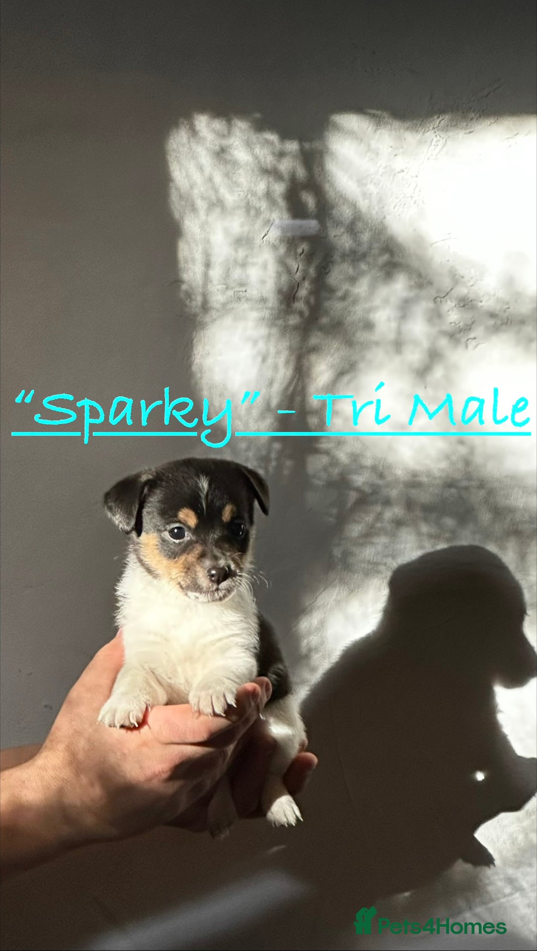 Jack Russell dogs for sale: Superb KC Reg’d Jack Russell Terrier DNA CLEAR - Advert 28