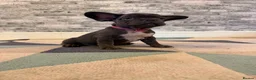 French Bulldog dogs for sale: K.C registered French bulldog girl - Advert 2