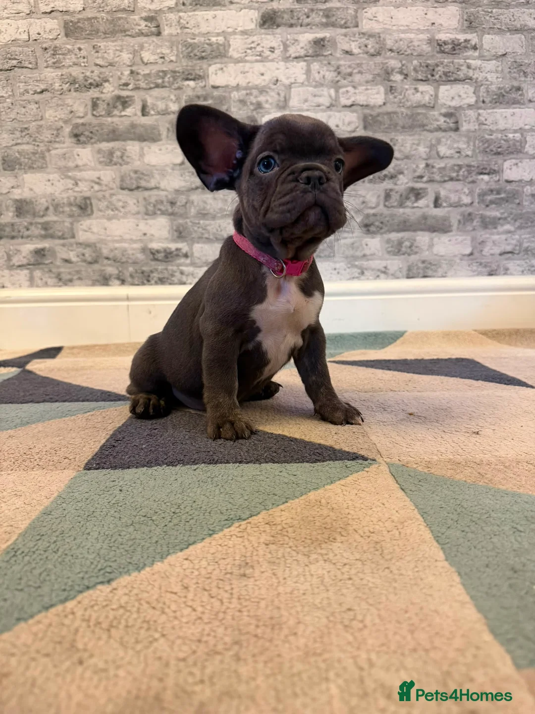 French Bulldog dogs for sale: K.C registered French bulldog girl - Advert 2