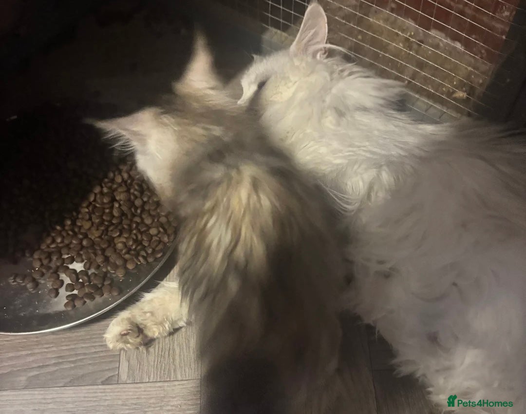 Maine Coon cats for sale: Maine coon kittens champion line polydactyl  - Image 6