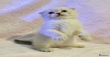 British Shorthair cats 🧸EXCEPTIONAL QUALITY PURE BREED BSH TEDDY BEARS🧸 - Advert 1