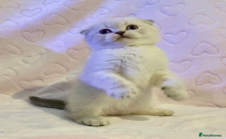 British Shorthair cats 🧸EXCEPTIONAL QUALITY PURE BREED BSH TEDDY BEARS🧸 - Advert 2