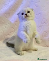 British Shorthair cats 🧸EXCEPTIONAL QUALITY PURE BREED BSH TEDDY BEARS🧸 - Advert 1
