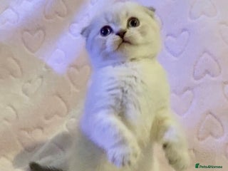 British Shorthair cats 🧸EXCEPTIONAL QUALITY PURE BREED BSH TEDDY BEARS🧸 - Advert 5