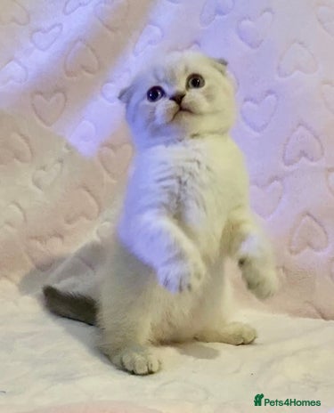 British Shorthair cats 🧸EXCEPTIONAL QUALITY PURE BREED BSH TEDDY BEARS🧸 - Advert 2