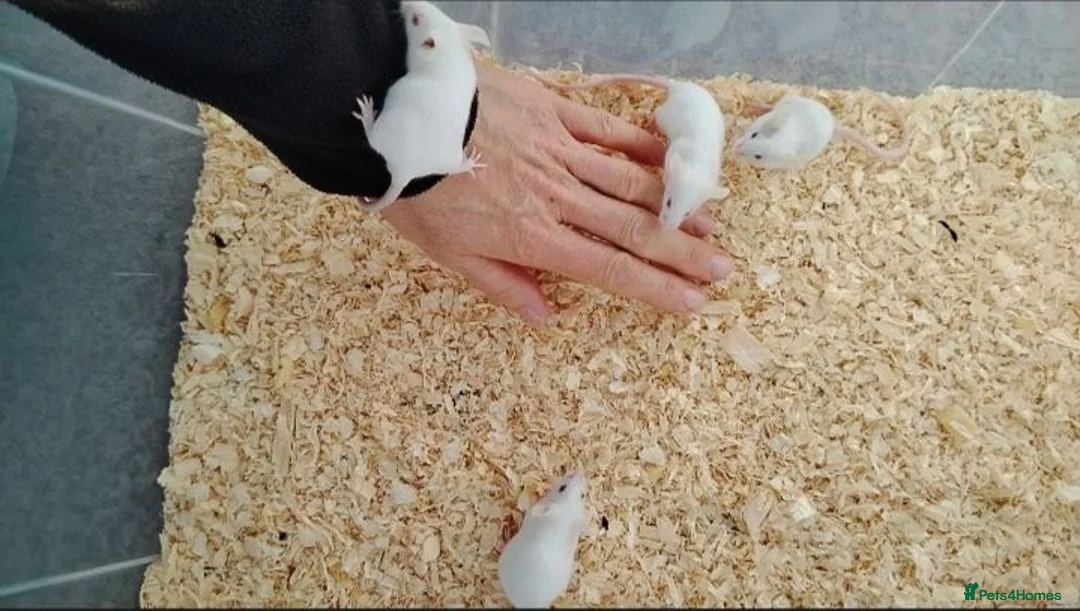 Mouse rodents for sale: Handsome baby boy mice  in Derby - Advert 1