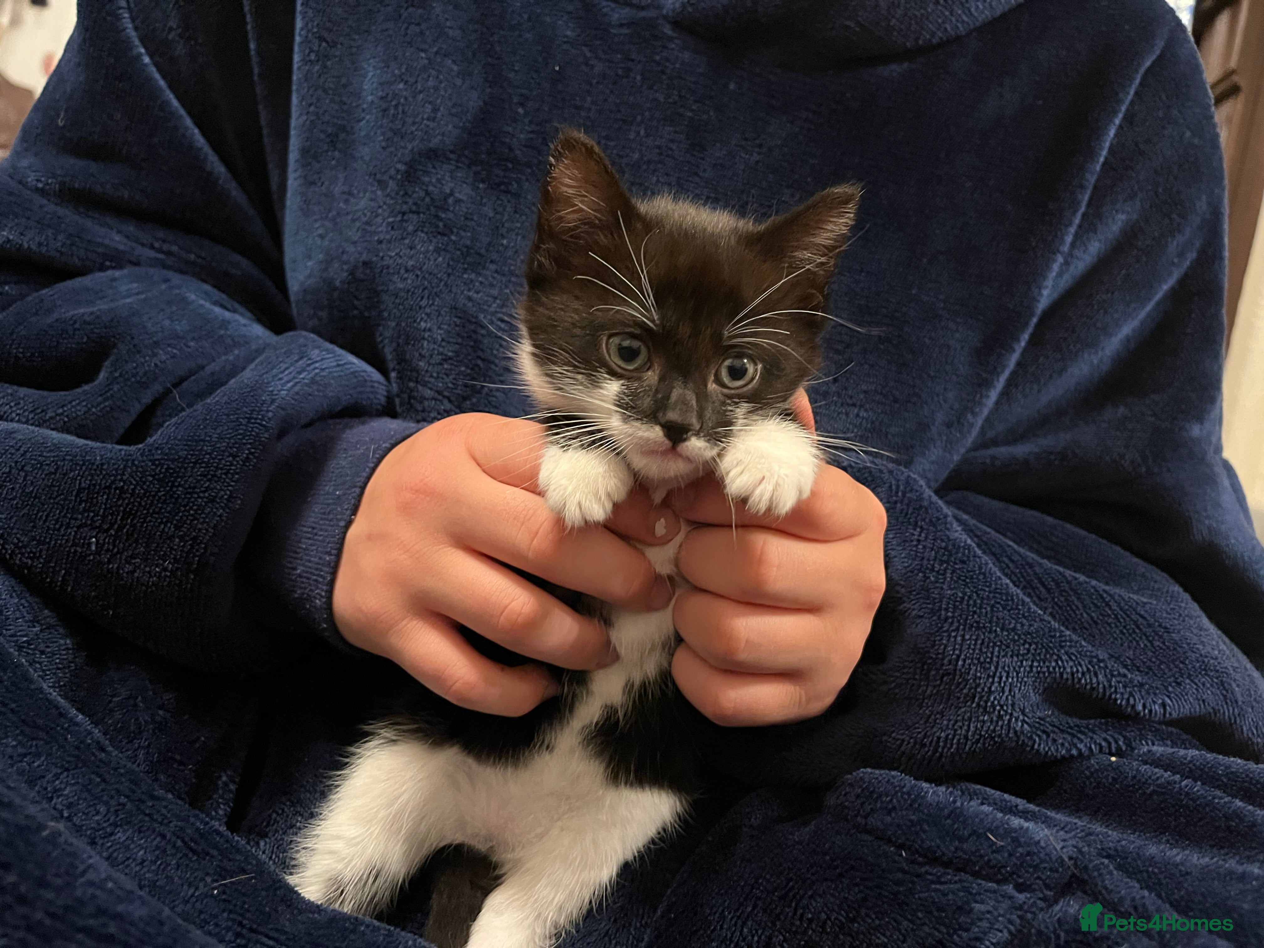 Mixed Breed Kitten 1