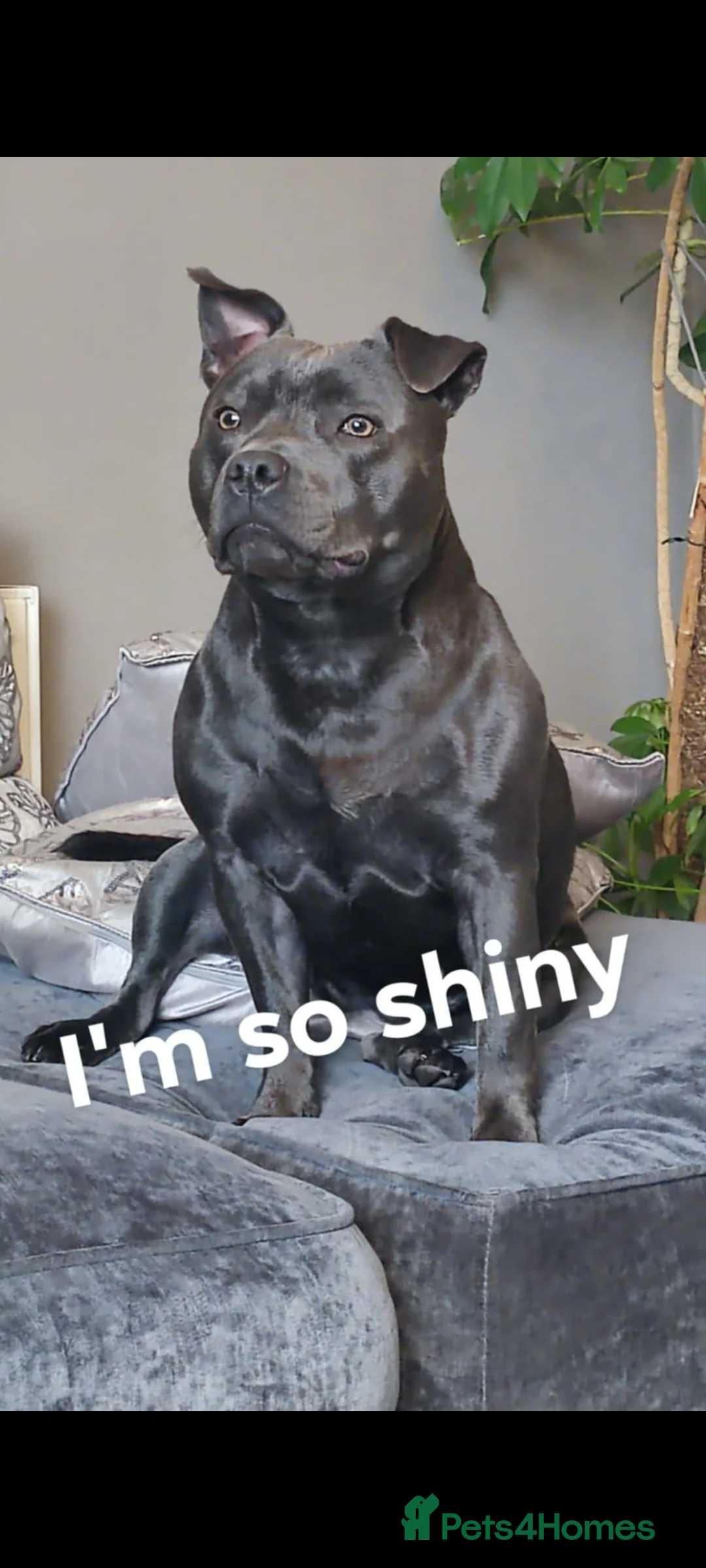 Staffordshire Bull Terrier dogs for sale: KC Staffordshire bull terrier  girl  - Advert 2