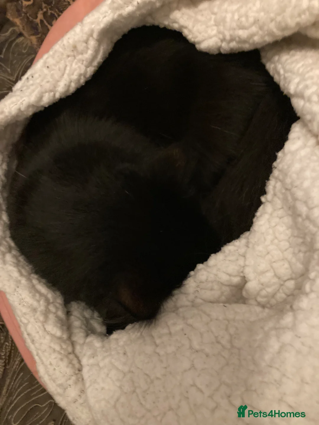 Maine Coon cats for sale: Maine Coon Cross Adult Male - Advert 2