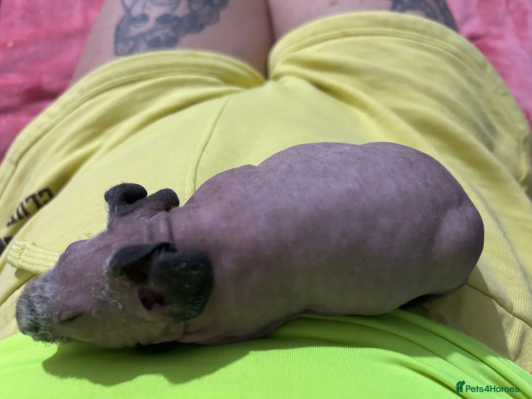 Guinea Pig rodents for sale: Skinny pigs  in Glasgow - Advert 2