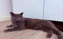 British Shorthair cats for sale: British shorthair kittens GCCF - Image 2