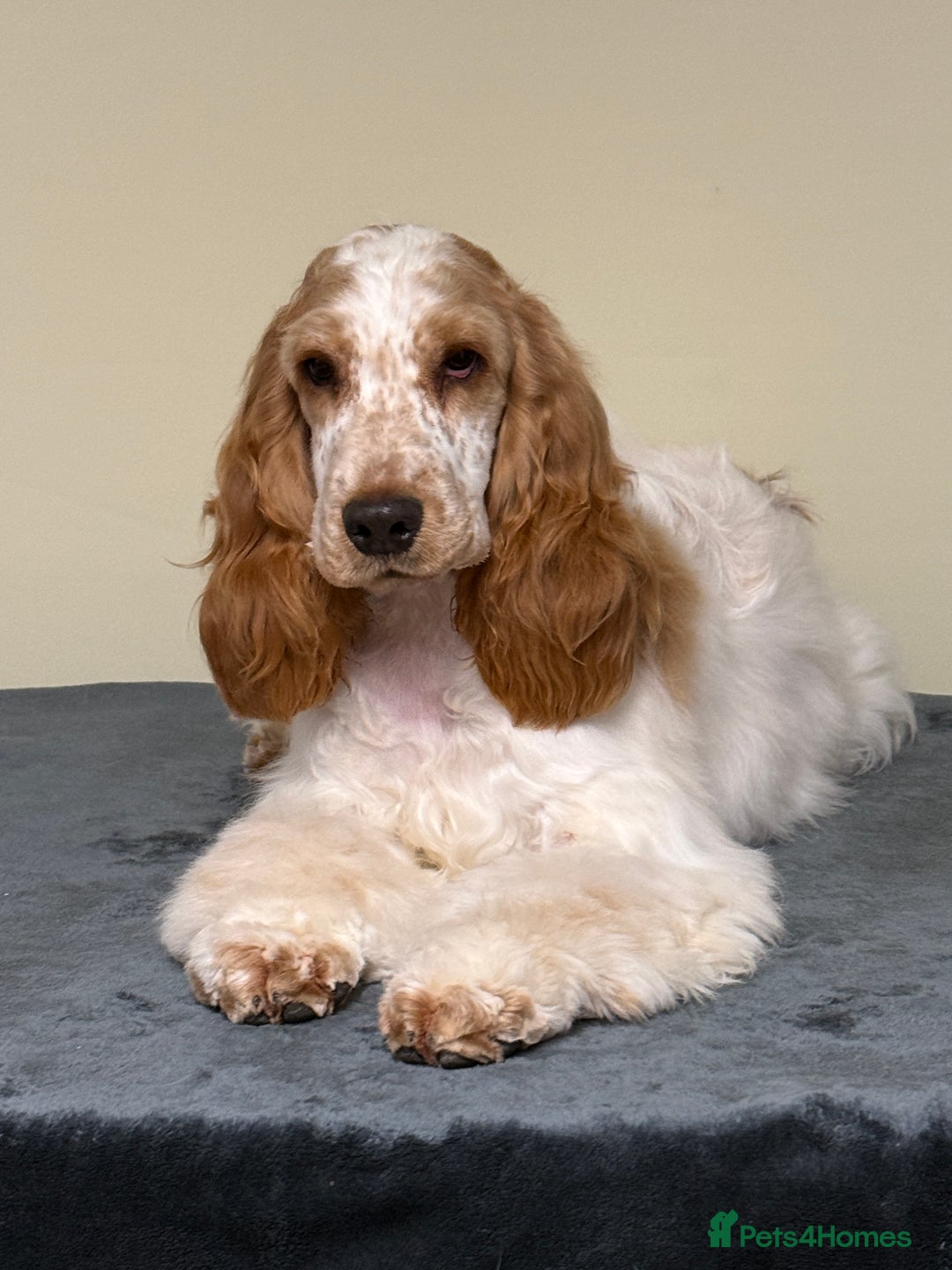 Cocker Spaniel dogs for sale: ADORABLE - Advert 2