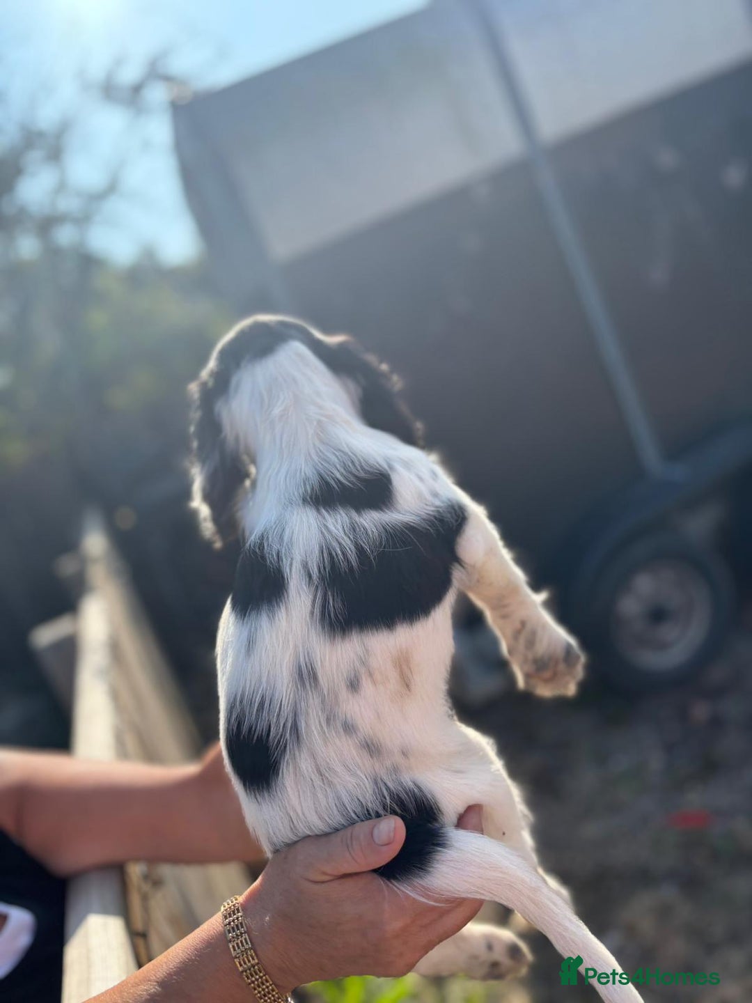 Sprocker dogs for sale: Sprocker  - Image 17