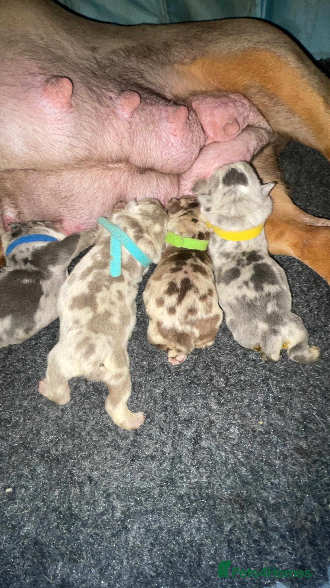 English Bulldog dogs Beautiful rainbow littler of Merle bulldogs  - Advert 1