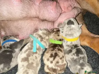 English Bulldog dogs Beautiful rainbow littler of Merle bulldogs - Advert 1