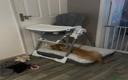 Labrador Retriever dogs for sale: Red fox Labrador  - Image 5