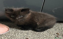 British Longhair cats for sale: Beautiful Black and grey kittens - Image 4