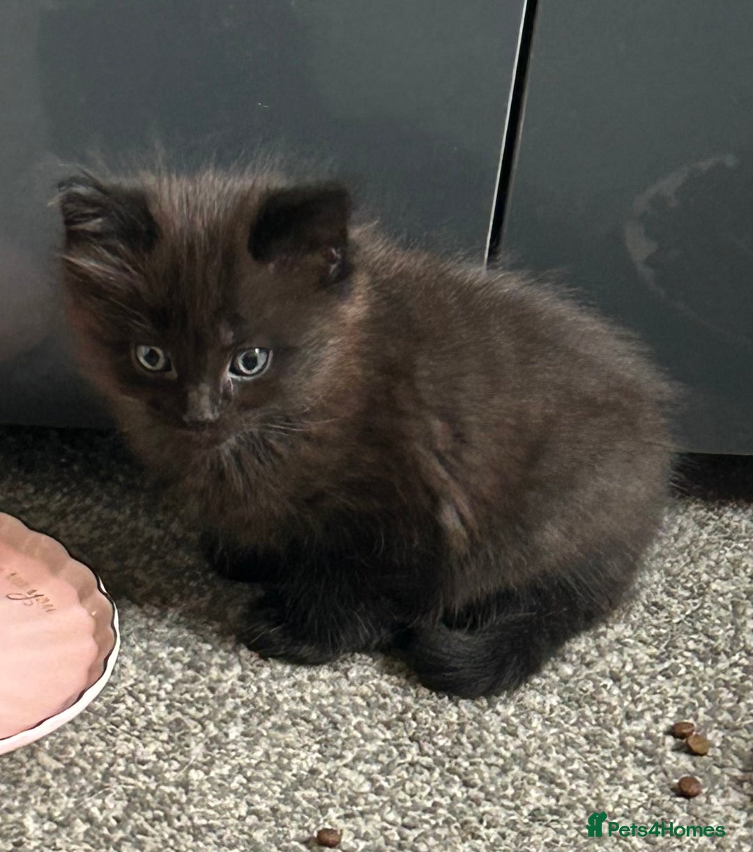 British Longhair cats for sale: Beautiful Black and grey kittens - Image 4
