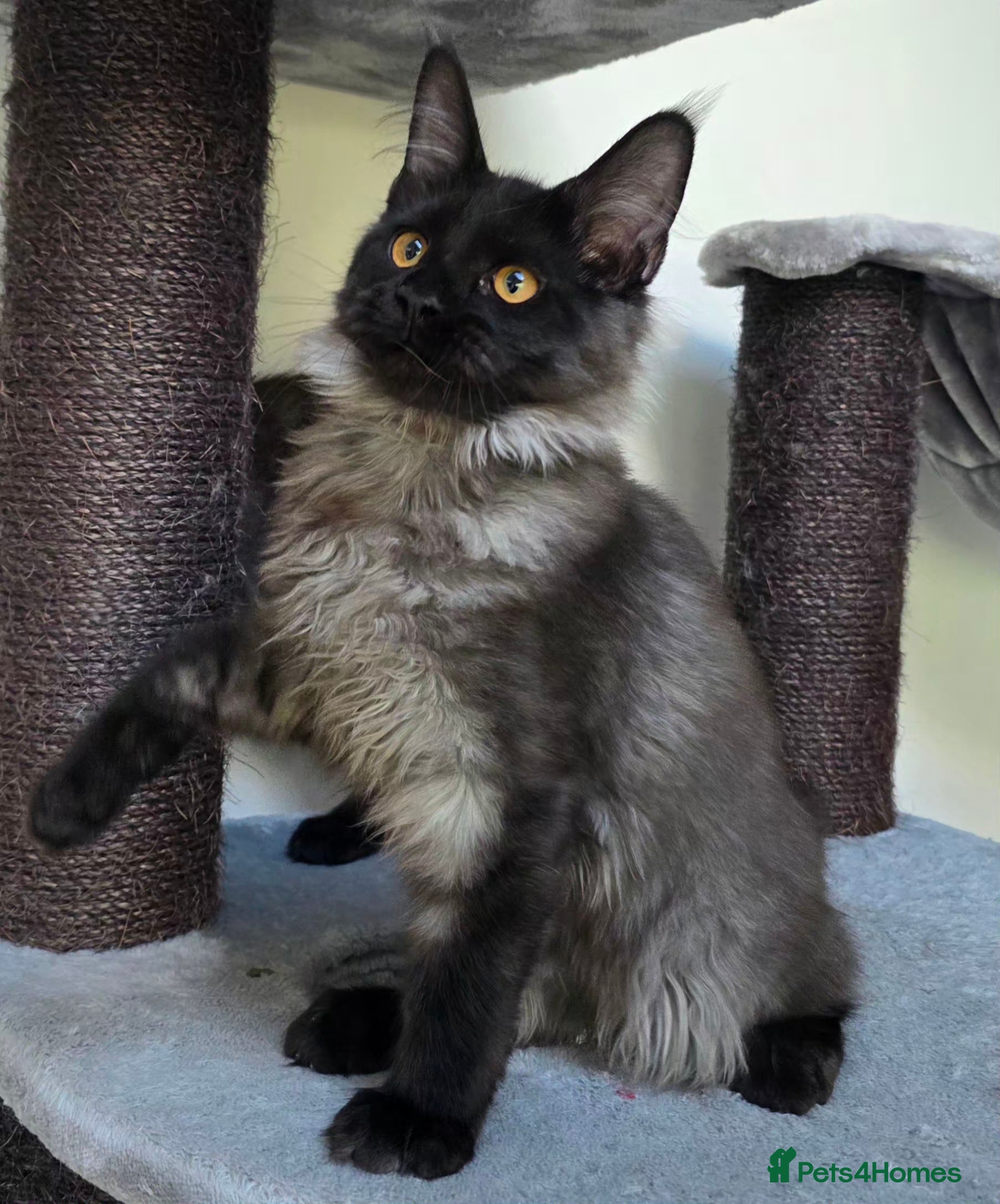 Maine Coon cats Premium Pedigree Maine Coon Kittens – Ready Now 🐾 - Advert 2