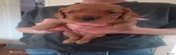Cocker Spaniel dogs for sale: Working cocker spaniel pup's,sire is ft champion in Stoke-on-Trent - Advert 6