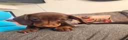 Miniature Dachshund dogs for sale: Smooth haired miniature Daschund babies in Liverpool - Advert 8