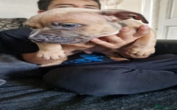 American Bully dogs for sale: Pocket bully pups - Image 2