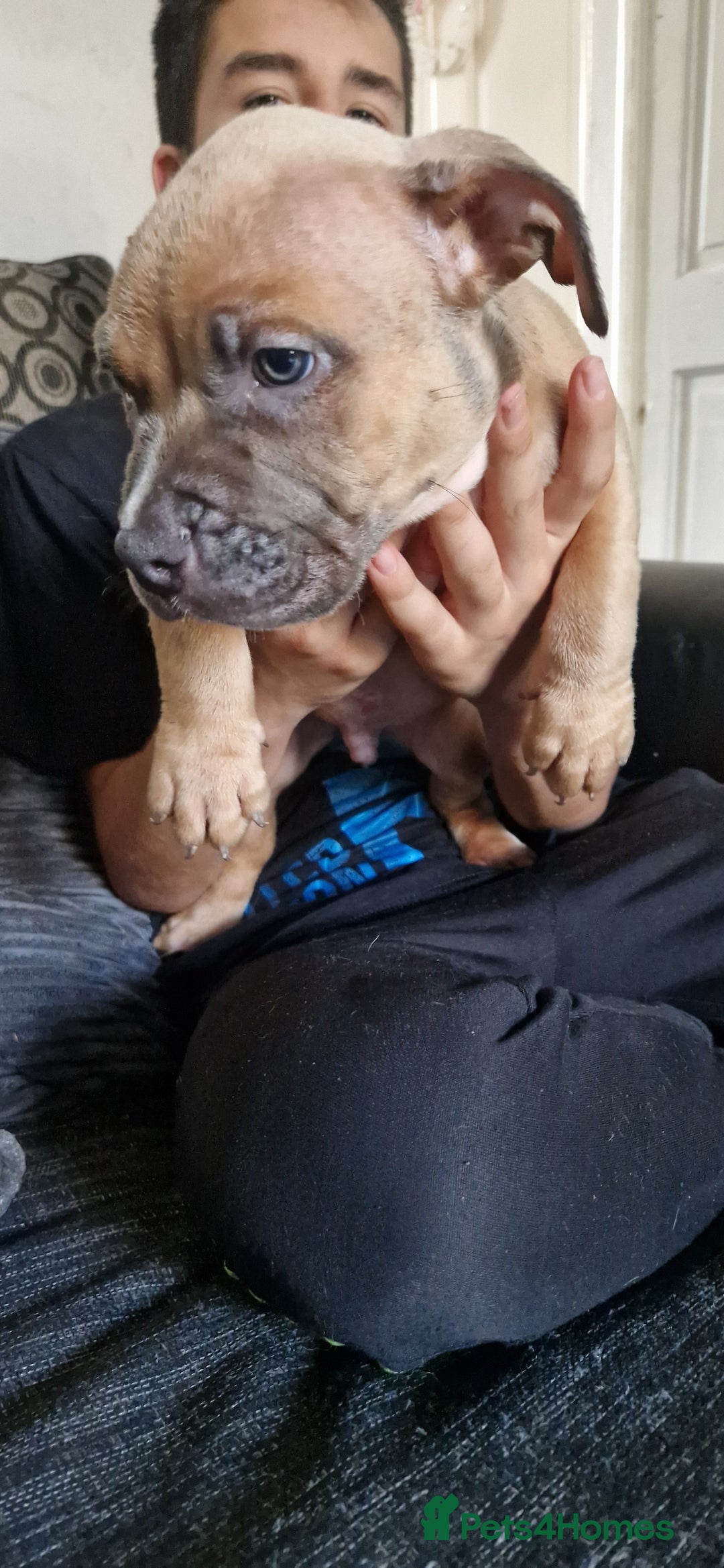 American Bully dogs for sale: Pocket bully pups - Image 2