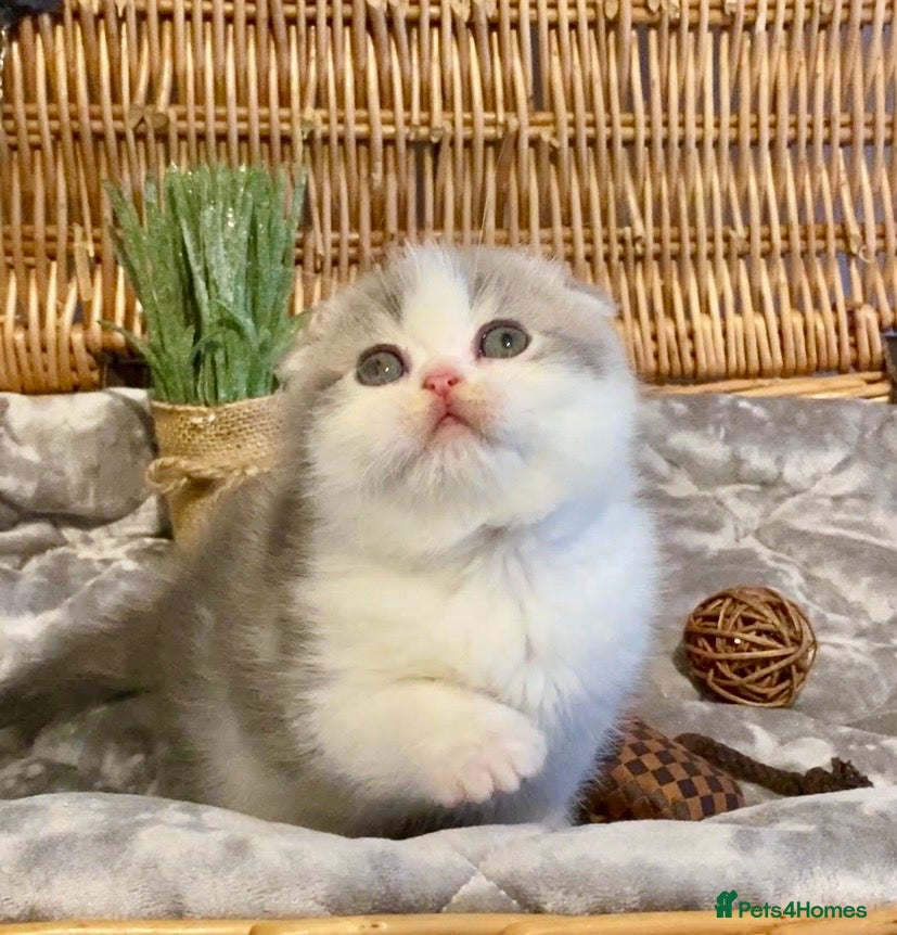 Scottish Fold cats 🧸😻CHAMPION LINE TICA ACTIVE SCOTTISH/BSH😻🧸 - Advert 3