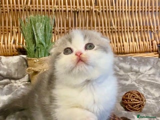 Scottish Fold cats 🧸😻CHAMPION LINE TICA ACTIVE SCOTTISH/BSH😻🧸 - Advert 3