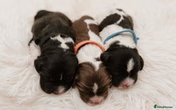 Cocker Spaniel dogs for sale: 2 beautiful working cocker boys  - Image 5
