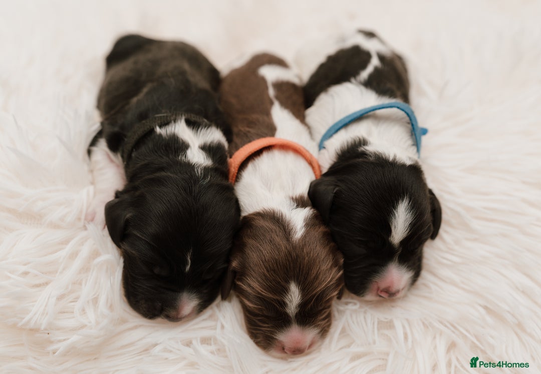 Cocker Spaniel dogs for sale: 2 beautiful working cocker boys  - Image 5