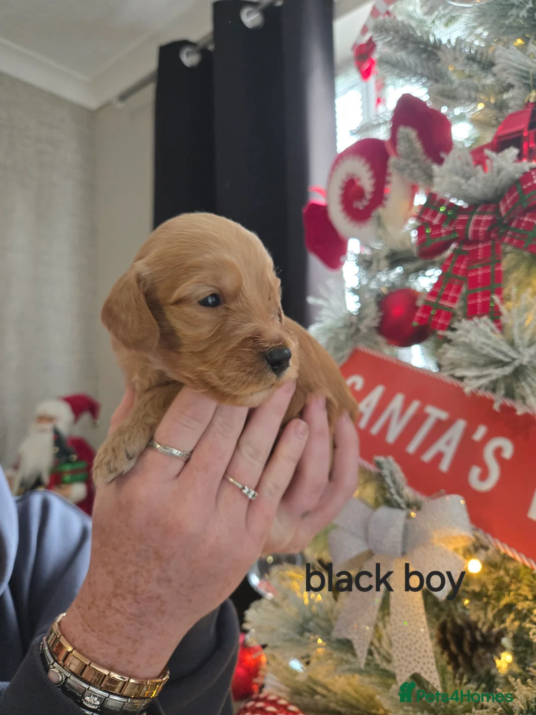 Cockapoo dogs for sale: 1 boy cockapoo - Advert 2