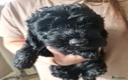 Cockapoo dogs for sale: F2 cockapoo puppies - Image 5