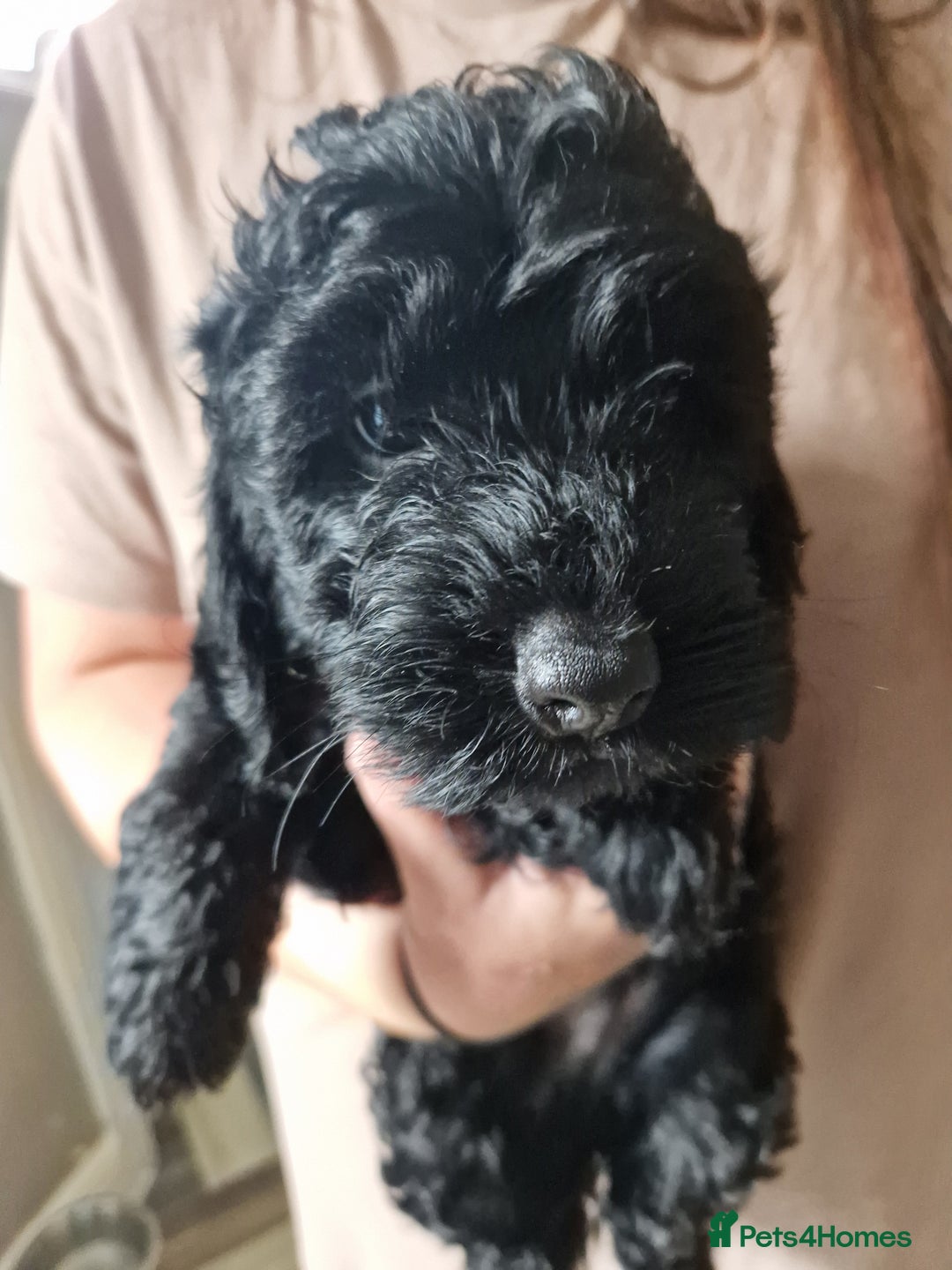 Cockapoo dogs for sale: F2 cockapoo puppies - Image 5