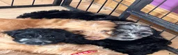 Cockapoo dogs for sale: Ready now - Gorgeous cockapoo pups - Advert 12