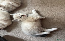 Ragdoll cats for sale: Ragdoll kittens - Image 12