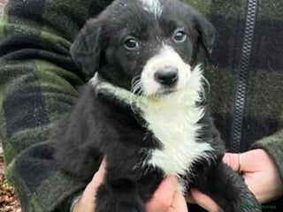 Border Collie dogs 🐶 Border Collie pups 🐶 - Advert 11