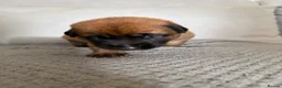 Belgian Shepherd Dog dogs for sale: Belgian Malinois Puppies  in Billingham - Advert 15