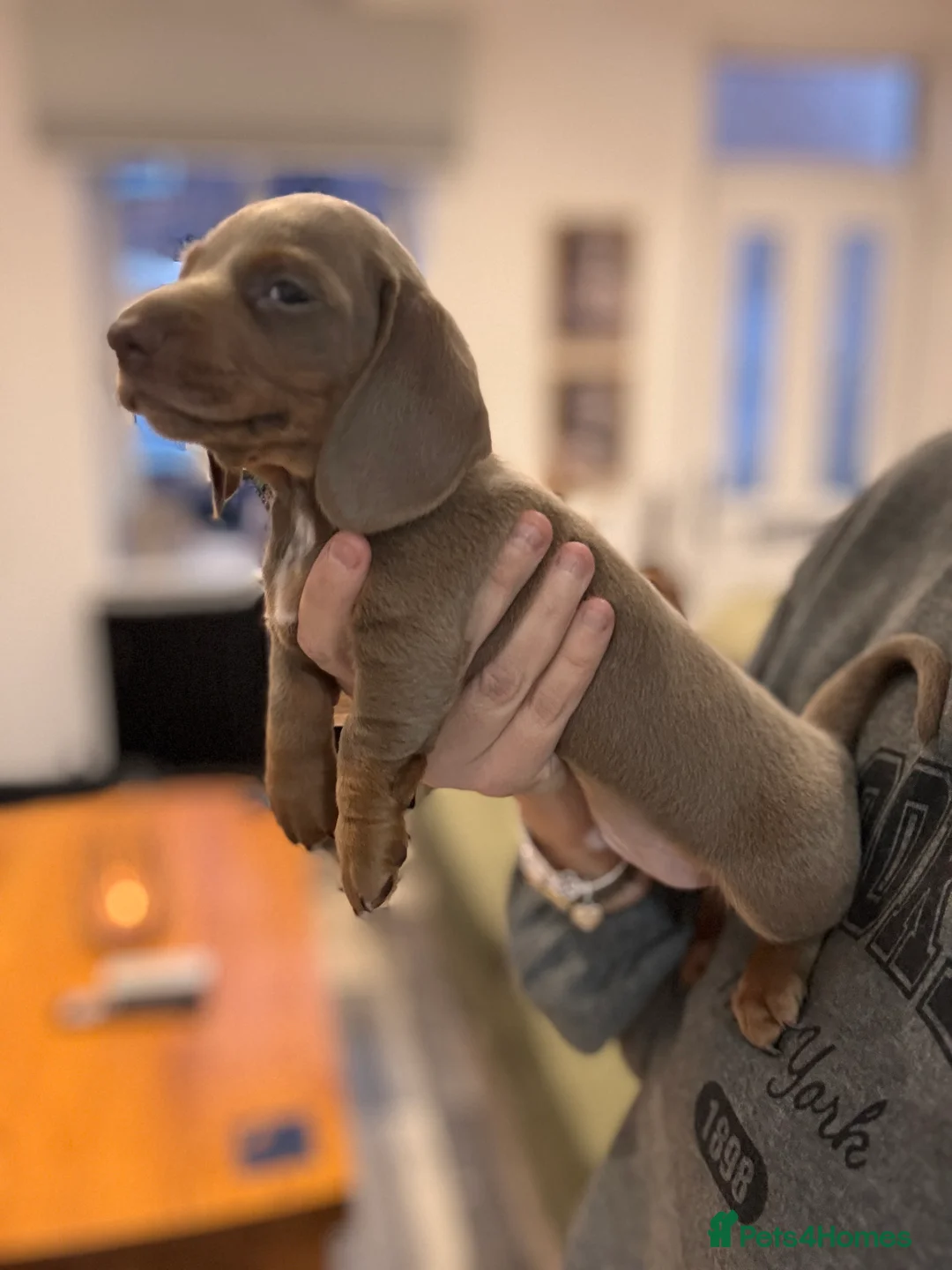 Miniature Dachshund dogs for sale: Miniature dachshund  - Advert 8