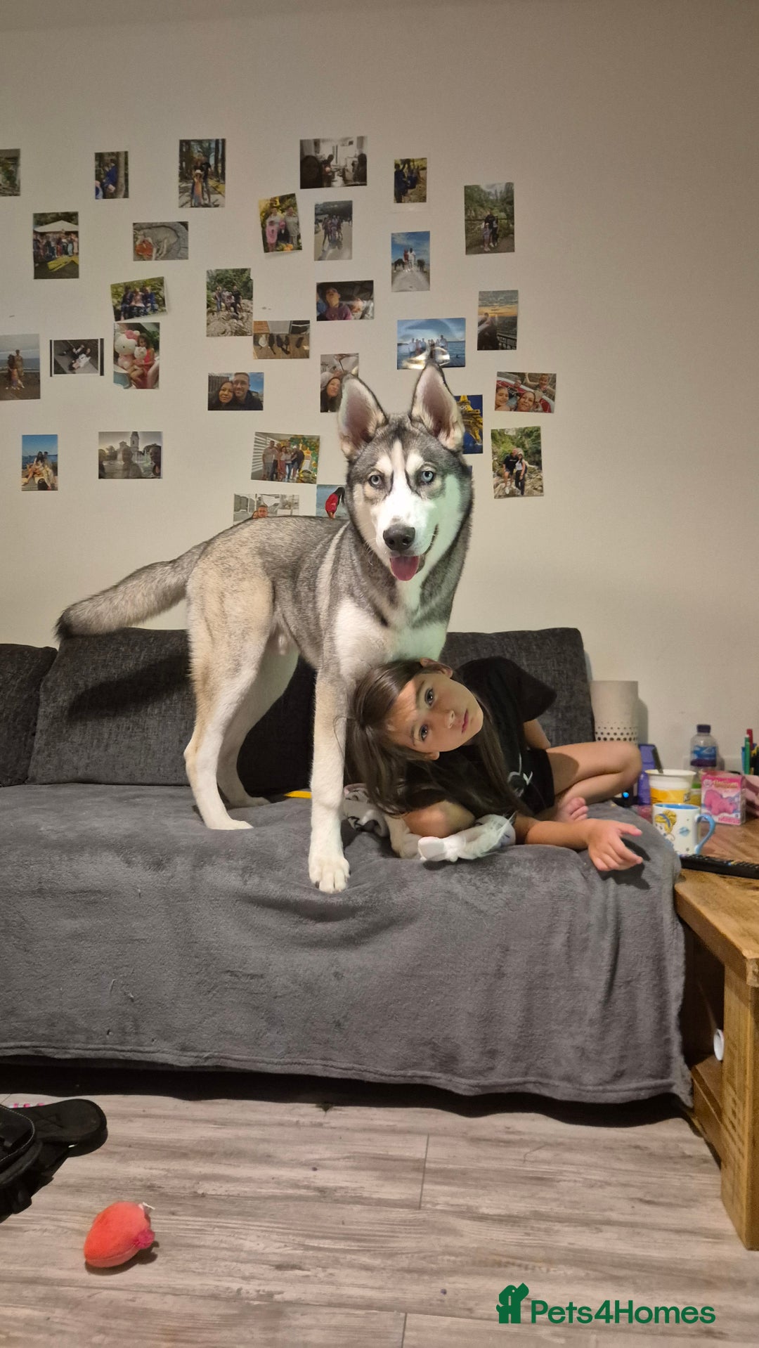 Siberian Husky dogs for sale: Meet Cosmo - Advert 2