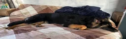 German Shepherd dogs for sale: Loving German Shepherd male - Advert 11