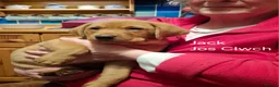 Labrador Retriever dogs for sale: KC Registered Fox Red Labrador Retriever Puppies - Advert 15