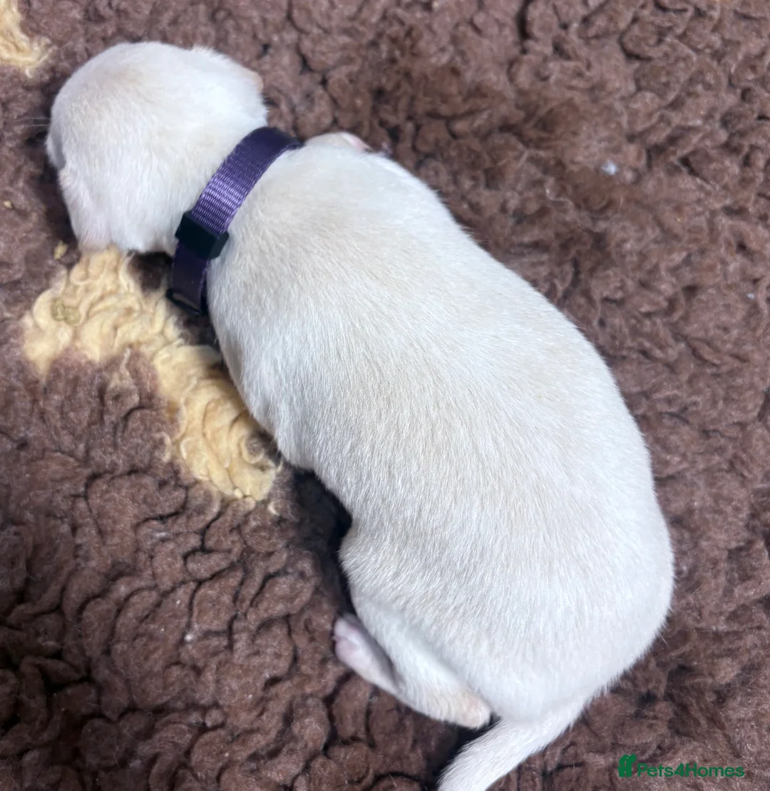 Italian Greyhound dogs for sale: Exceptionally Well-Bred Italian Greyhound Puppies - Advert 10