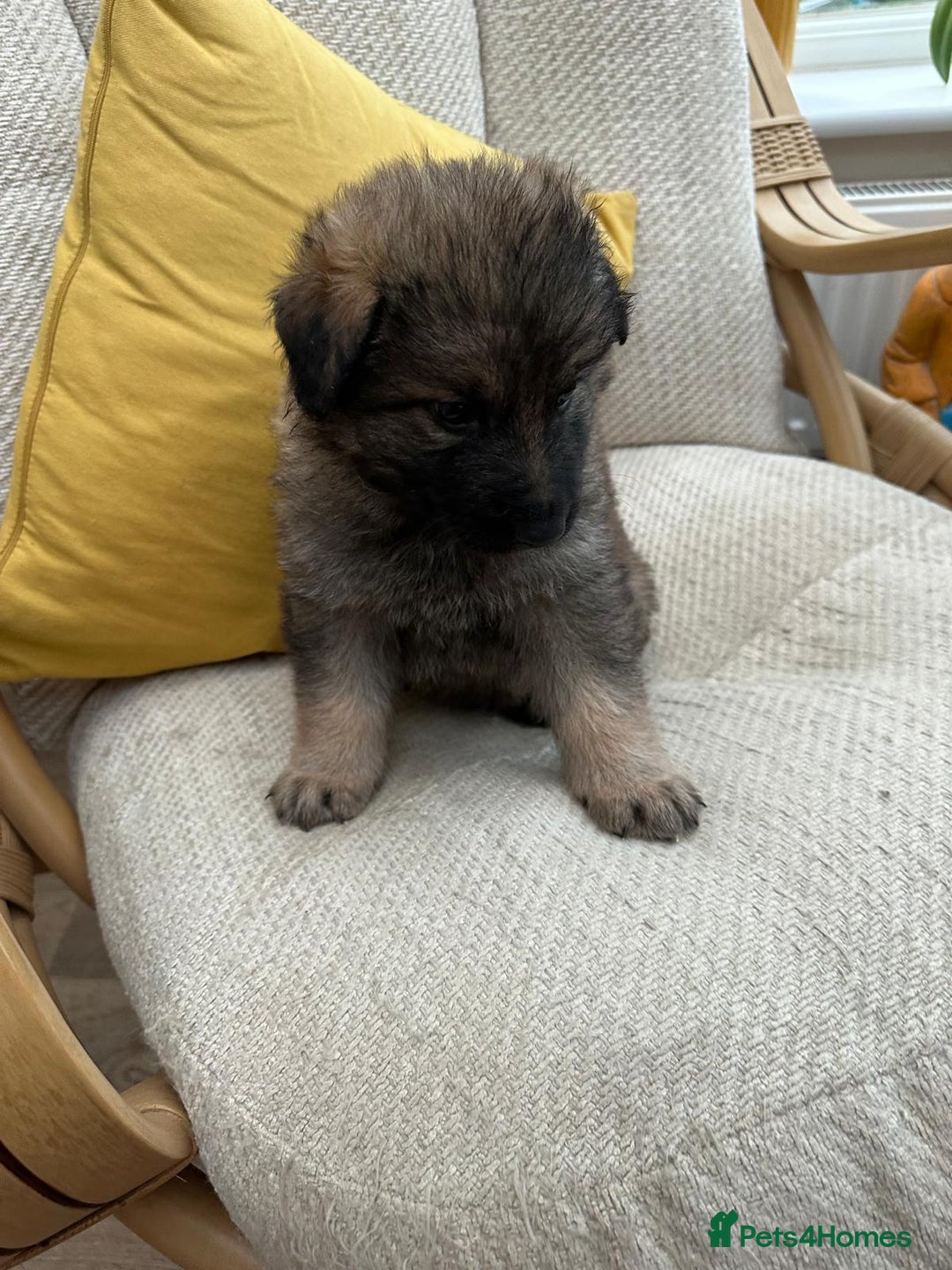 German Shepherd dogs for sale: GSD puppies - Advert 13
